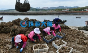 牡蛎分选机点燃生蚝价格上涨,助力牡蛎产业高速发展